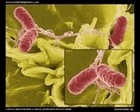 salmonella picture